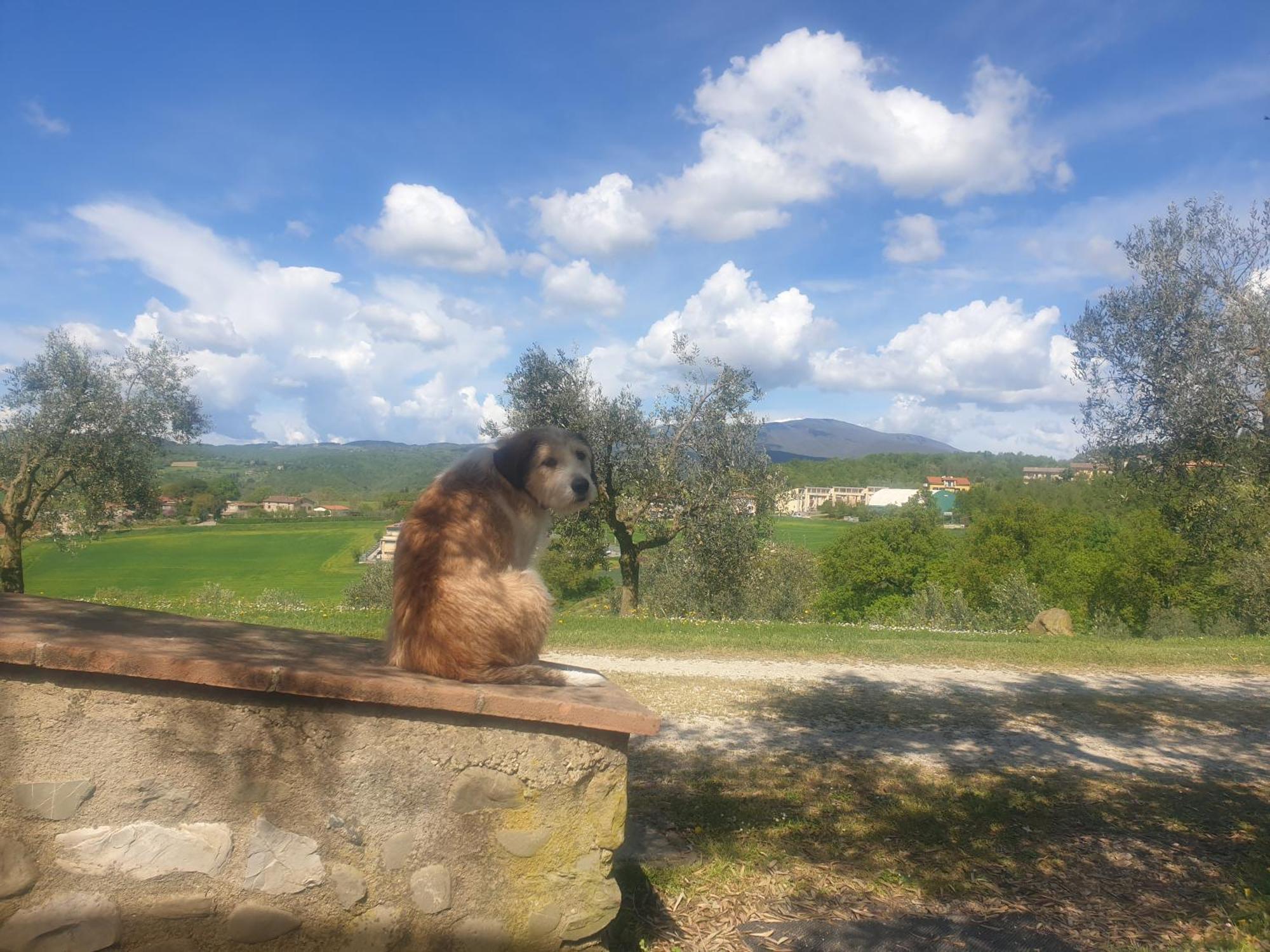 Agriturismo Val Della Pieve Anghiari Eksteriør billede