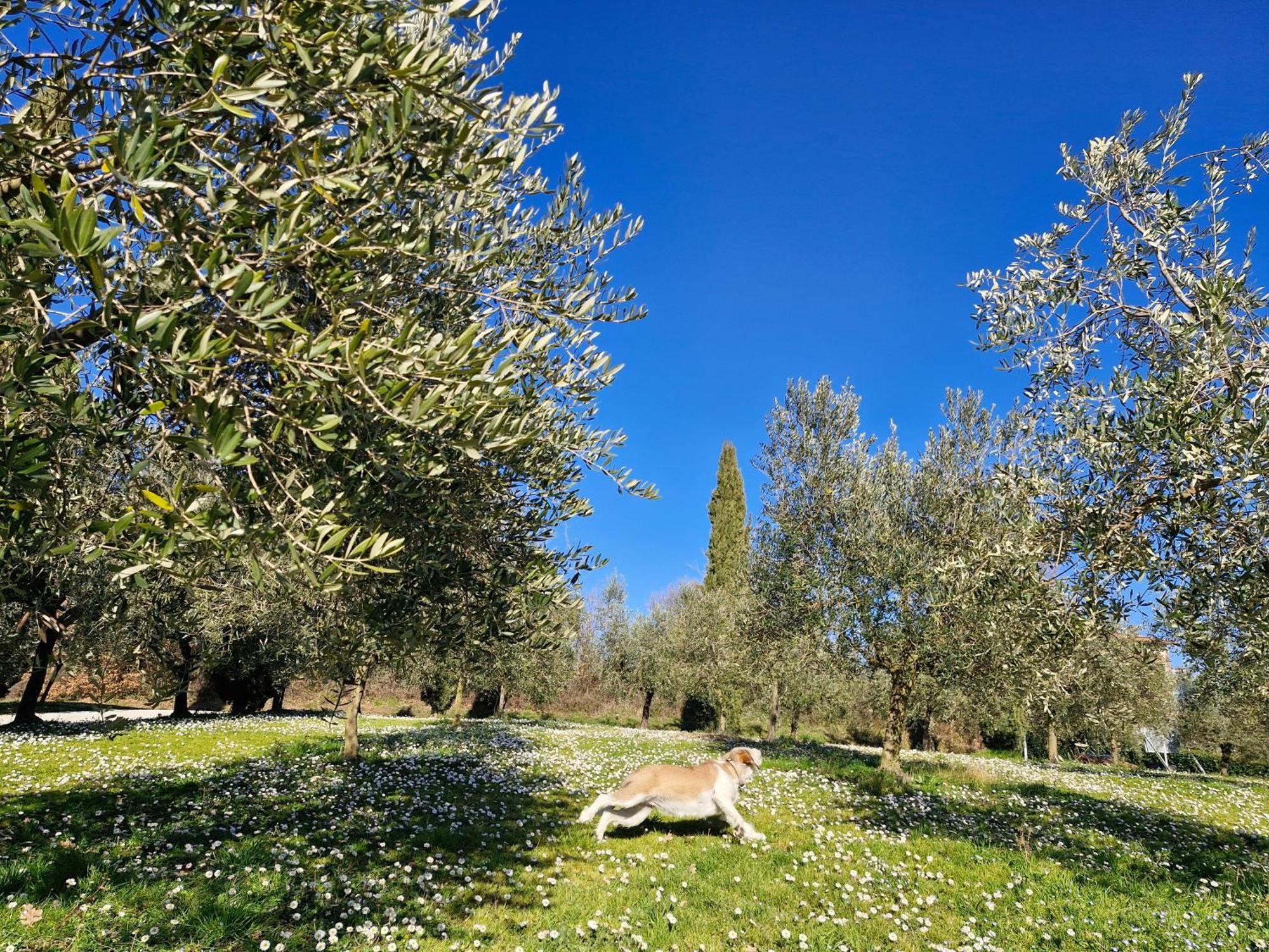 Agriturismo Val Della Pieve Anghiari Eksteriør billede