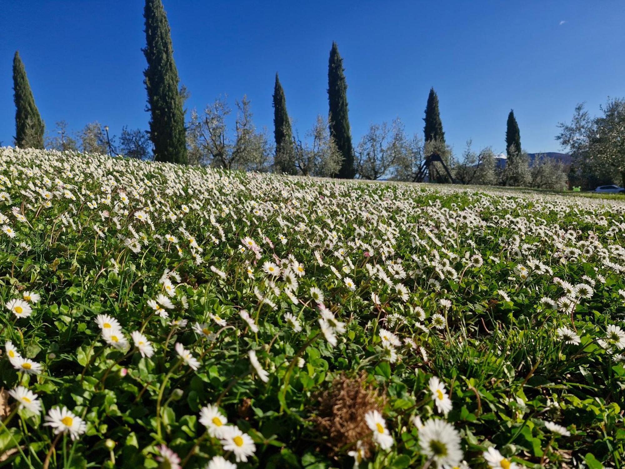 Agriturismo Val Della Pieve Anghiari Eksteriør billede