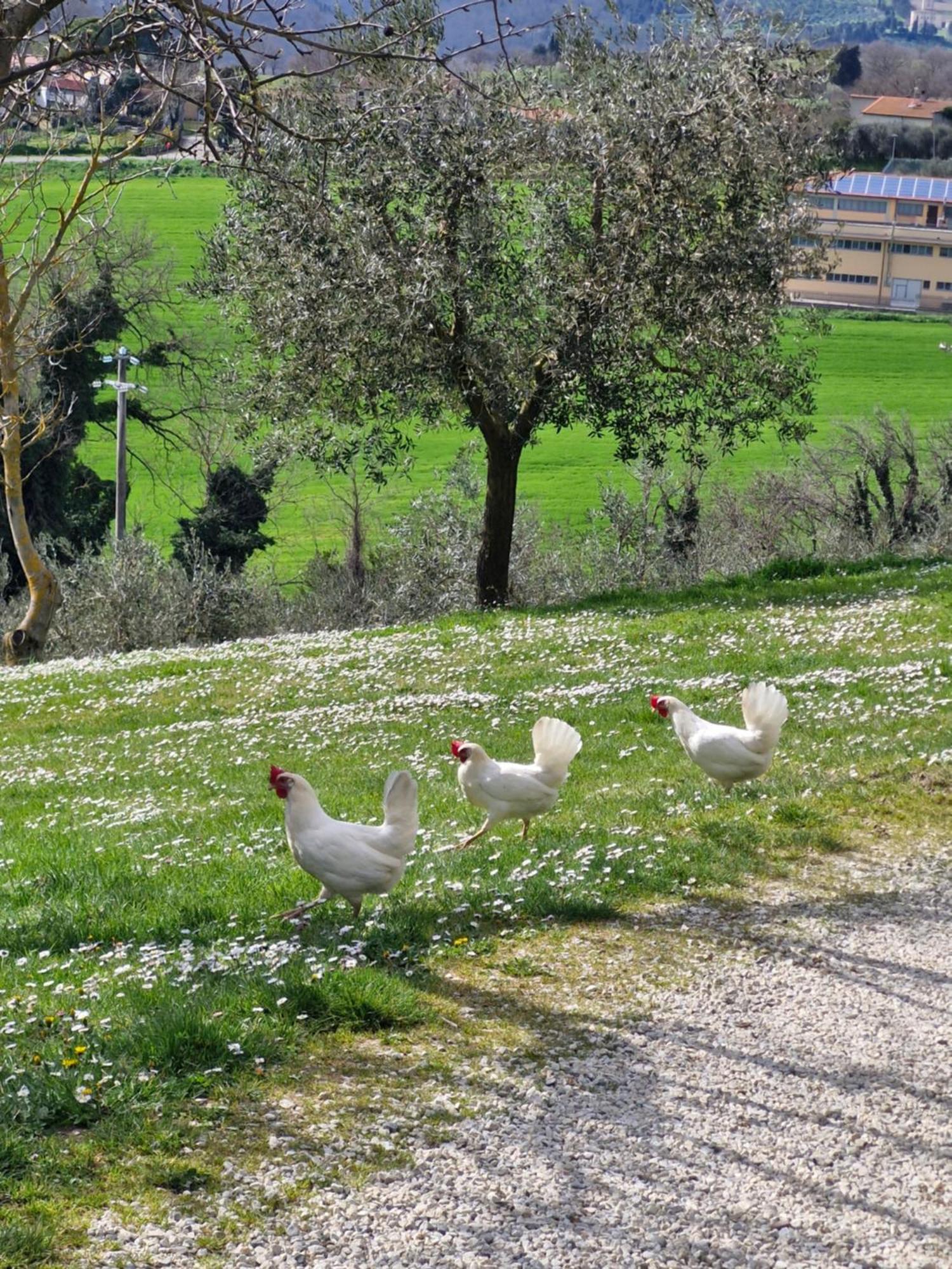 Agriturismo Val Della Pieve Anghiari Eksteriør billede